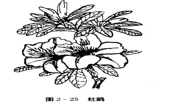 怎樣養(yǎng)杜鵑花，杜鵑花怎么養(yǎng)