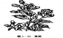 茉莉花種植技術(shù)，如何種植茉莉花