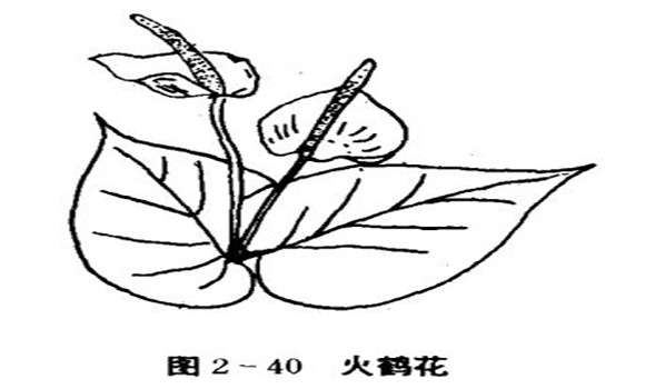 火鶴花怎么養(yǎng)，怎么養(yǎng)火鶴花效果好