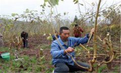 桑樹怎么種植 請記住桑樹種植技術(shù)的五個要點