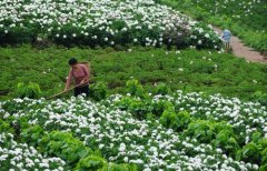 白芍種植技術、方法與主要步驟