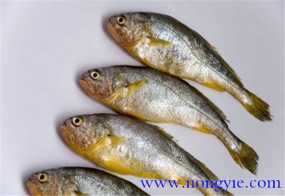 黃花魚(yú)是不是海魚(yú)？