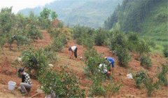 油茶樹(shù)種植技術(shù)及管理須知