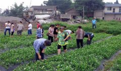 茉莉花的養(yǎng)殖方法簡介，怎樣培育茉莉花