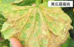 黃瓜病蟲害防治：黃瓜霜霉病、白粉病、紅蜘蛛