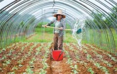 菜豆栽培時間與技術(shù)要點、病蟲害防治