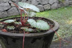 如何盆栽虎耳草，虎耳草盆栽關(guān)鍵技術(shù)解密