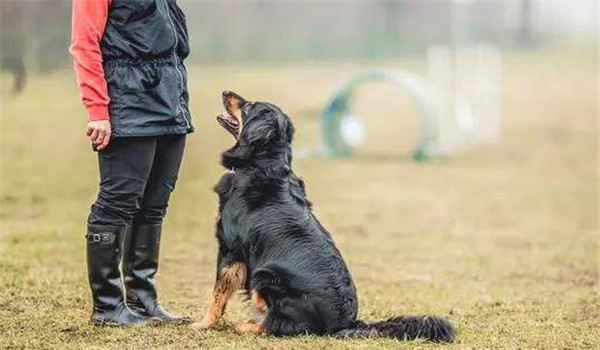 對犬的能力估計過高