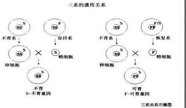 雄性不育保持系