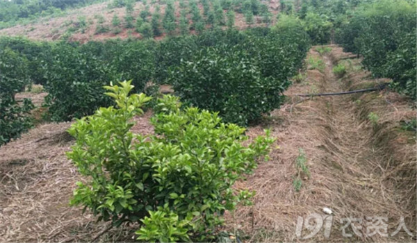 繡線(xiàn)菊蚜的預(yù)防