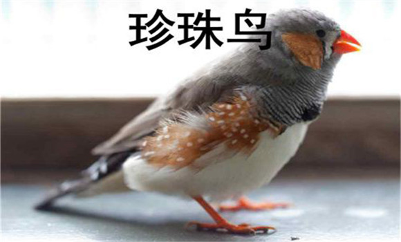 珍珠鳥(niǎo)疾病的防治