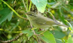 柳鶯鳥愛吃什么 柳鶯鳥的飼養(yǎng)方法 公母怎么區(qū)別