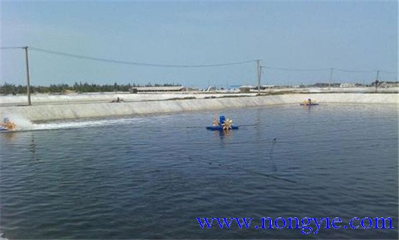 銀鲴魚(yú)吃什么 銀鲴魚(yú)的釣法和技巧