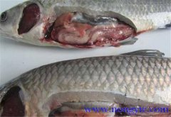 草魚(yú)出血病發(fā)病原因、癥狀、治療方法