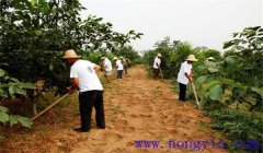 核桃樹(shù)施肥方法與時(shí)間，核桃施肥注意事項(xiàng)