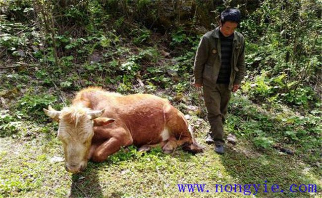 牛食用爛紅薯中毒的癥狀表現(xiàn)、診治與治療方法