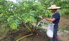 番石榴修剪方法與疏花疏果、果實套袋技術(shù)要點