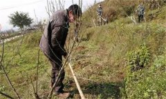 李子樹施肥方法及時間 李子種植管理技術要點