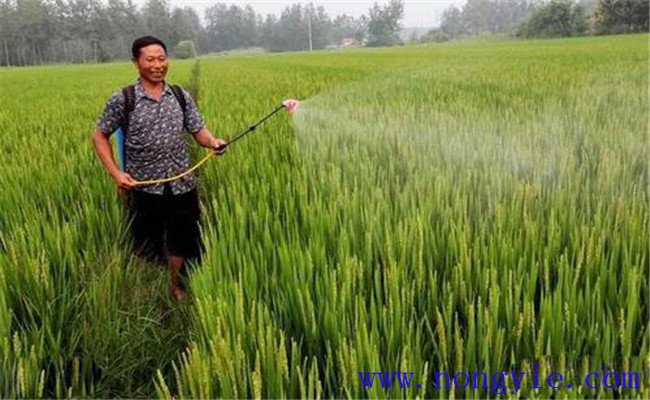 水稻噴施磷酸二氫鉀的最佳時(shí)間