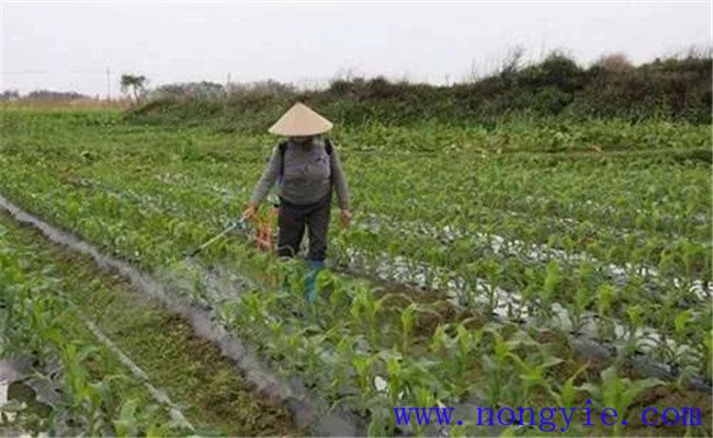 玉米除草劑的混用搭配