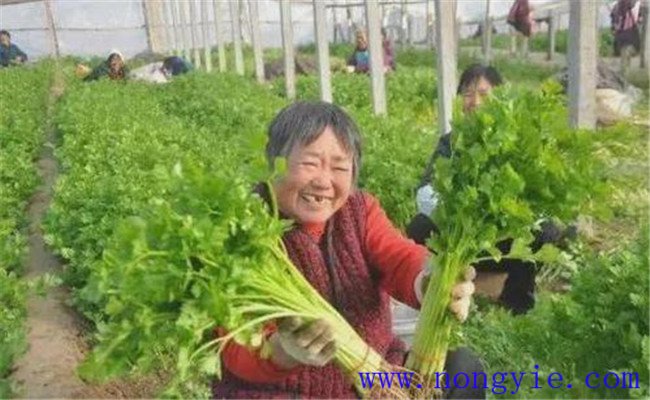 芹菜畝產量一般是多少公斤