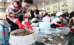 梭子蟹一般在幾月份上市，怎樣挑選肥的梭子蟹