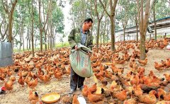 養(yǎng)雞用鹽的講究:飼料食鹽用量、食鹽中毒的防治