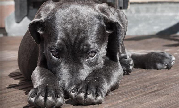 在新購(gòu)犬種時(shí)應(yīng)向商家索取哪些文件資料