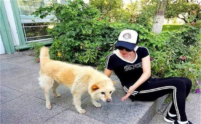 怎樣喂養(yǎng)妊娠犬、哺乳犬