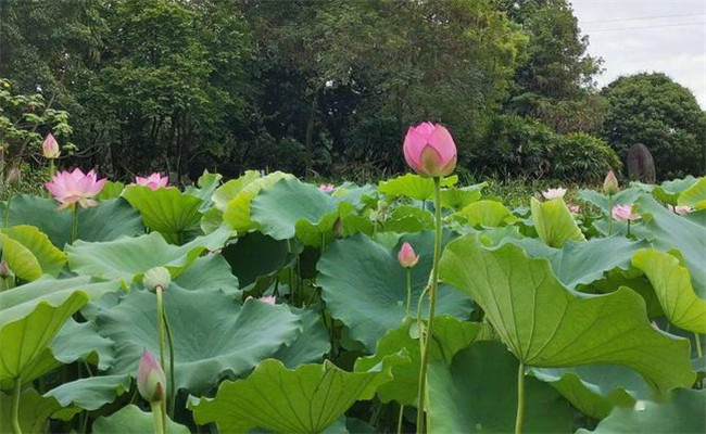 荷花的花期是什么時(shí)候