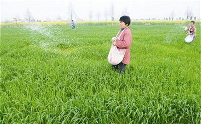 小麥對(duì)氮肥需求