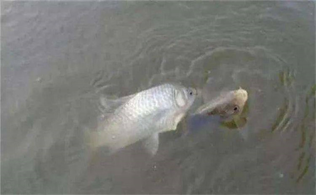 鯽魚(yú)生活在哪個(gè)水層