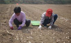 大蒜什么時(shí)間種植，如何掌握大蒜種植深度？