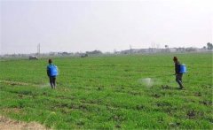 除草劑什么時(shí)間噴灑 小麥除草劑噴多長時(shí)間見效