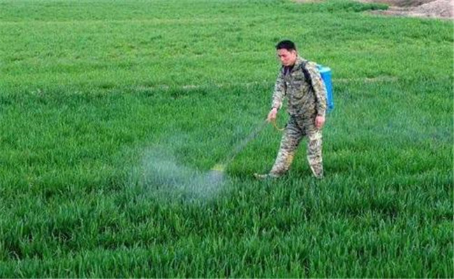 小麥除草劑啥時(shí)噴施好