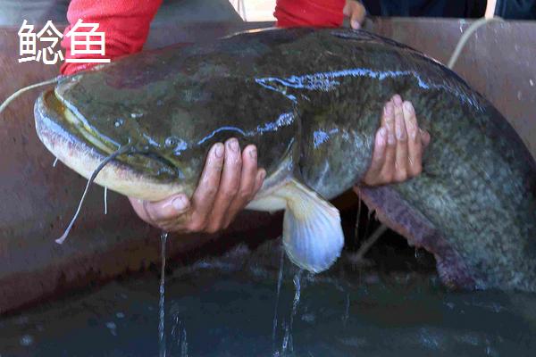 黑魚與鯰魚有什么區(qū)別