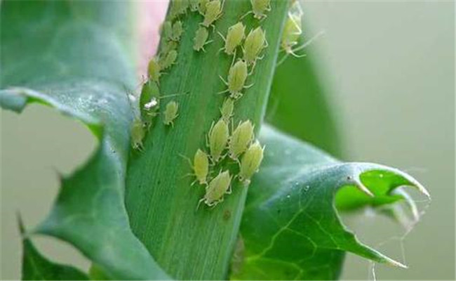 小春作物蚜蟲發(fā)生特點