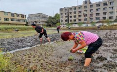 記住西瓜種植的訣竅，可讓西瓜大圓甜掉牙！