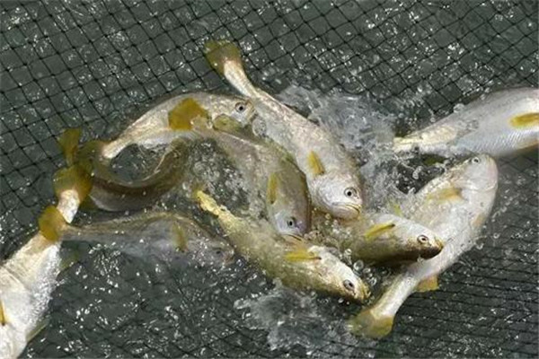 大黃魚(yú)