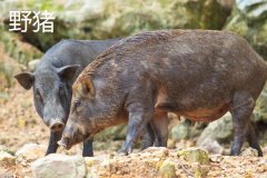 野豬一般幾點出來活動，野豬和疣豬哪個更厲害