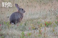 養(yǎng)野兔犯法嗎？養(yǎng)野兔子要注意什么？