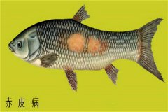 養(yǎng)殖魚類怎樣防治赤皮??？如何預(yù)防？