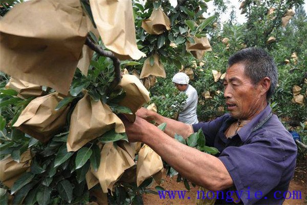 蘋果套袋注意事項(xiàng)