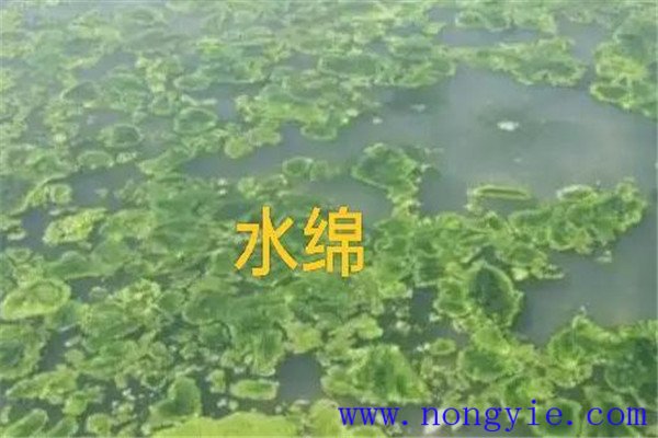 如何清除和控制水綿、水網(wǎng)藻和湖靛等敵害生物