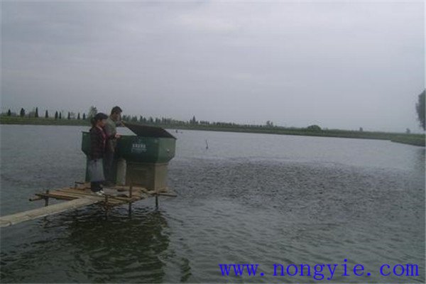 魚(yú)種的投飼要注意天氣變化