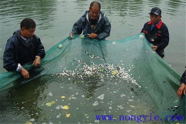 夏花魚種出池拉網(wǎng)鍛煉采用什么方法