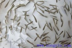 怎樣高效益養(yǎng)殖異育銀鯽 其魚苗魚種如何培育？