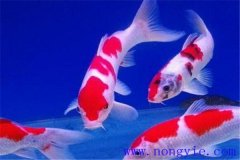 在水族箱中喂養(yǎng)錦鯉要注意些什么？