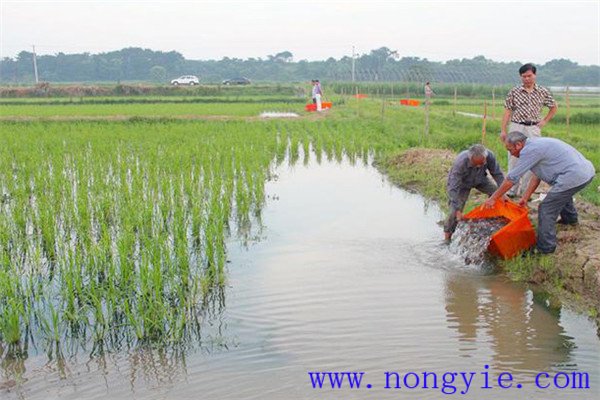 稻田養(yǎng)魚的現(xiàn)代養(yǎng)殖模式有哪些新的變化