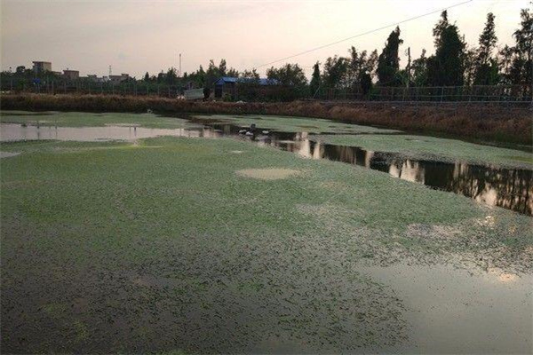 養(yǎng)殖羅氏沼蝦池內為何要設隱蔽物